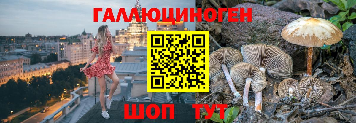Павловский Посад  Галлюциногенные грибы Psilocybine cubensis  Вход с VPN 